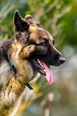 portrait of german shepherd in the grass