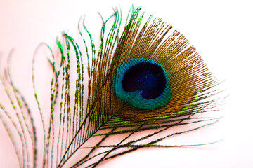 Obraz premium peacock feather close up