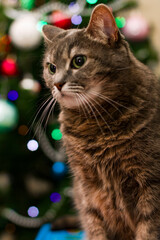 portrait of a cat on the background of Christmas lights