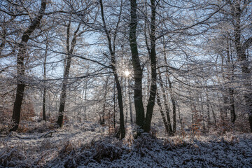 Erster Schnee im Licht durchfluteten Wald