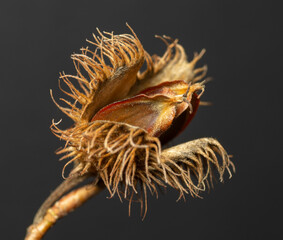 Beechnuts isolated on dark background. Beech fruit .Close up. Macro.