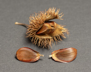 Beechnuts isolated on dark background. Beech fruit .Close up. Macro.