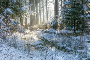 Erster Schnee im Licht durchfluteten Wald