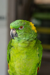 Close up image of colorful Yellow-naped amazon parrot.