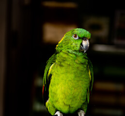 Close up image of colorful Yellow-naped amazon parrot.