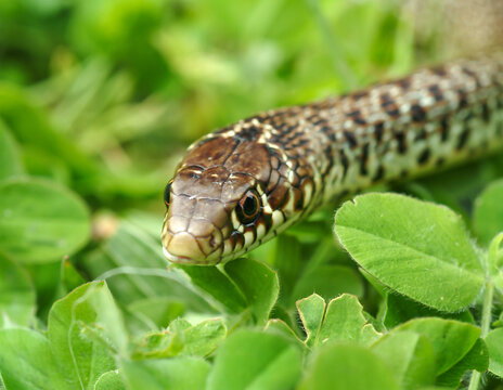รูปภาพHierophis เลือกดูภาพถ่ายสต็อก เวกเตอร์ และวิดีโอ455 Adobe Stock