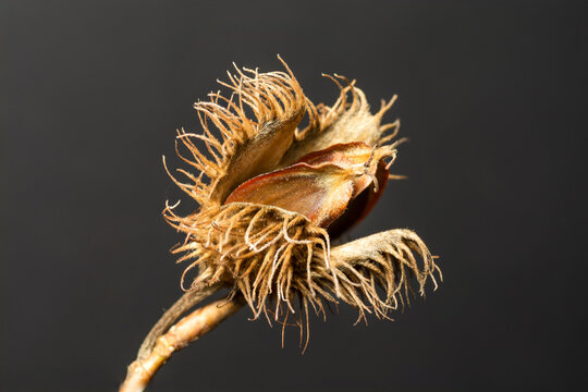 Single beechnut isolated on dark background. Beech fruit .Close up. Macro.