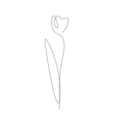 Tulip flower drawing on white background, vector illustration