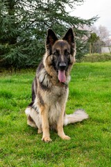 portrait of german shepherd in the grass