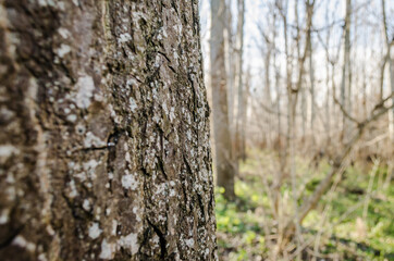 Bark of tree. Detailed texture of lit poplar bark.