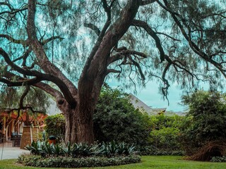 japanese garden in spring