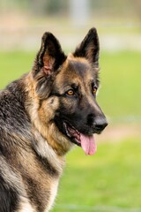 portrait of german shepherd in the grass