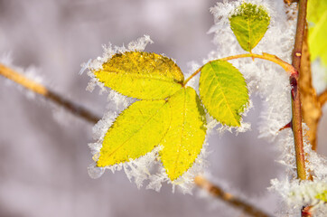 Frosty leaves of a shrub - Frosty leaves of a shrub surrounded by ice crystals in winter.