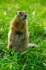 prairie dog eating grass