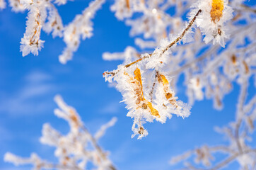 Frozen Leaves and Twigs - Frozen leaves and twigs of a linden tree in winter before a blue sky.