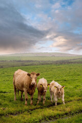 Cow with two calves in a green meadow in focus. Beautiful cloudy sky in the background. Agriculture theme background. © mark_gusev