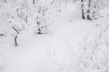 winter forest in the snow