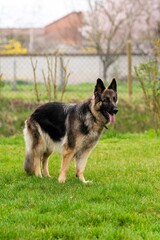 portrait of german shepherd in the grass