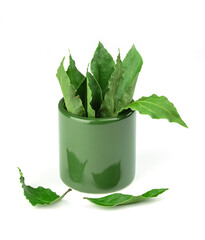 Fragrant laurel leaves in a green ceramic glass isolated on white background