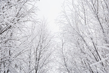 winter forest in the snow