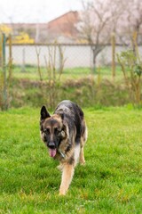 portrait of german shepherd in the grass
