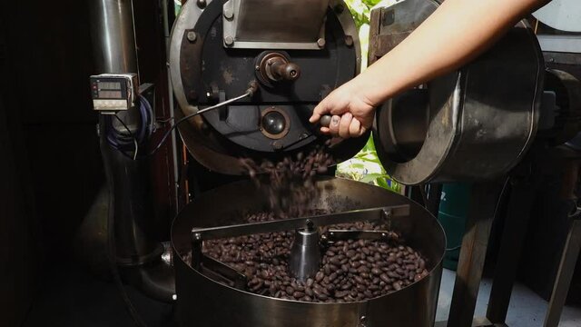 Small cocoa roaster Many hot freshly baked cocoa beans fall from the cocoa roaster being poured into the cooling cylinder