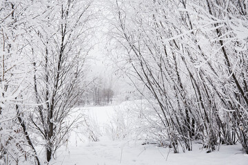 Obraz premium winter forest in the snow