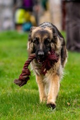 portrait of german shepherd in the grass