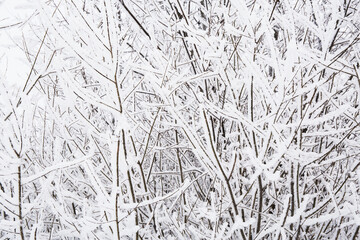 winter forest in the snow