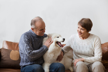 happy senior couple hugging dog  Samoyed husky sitting on sofa  at home