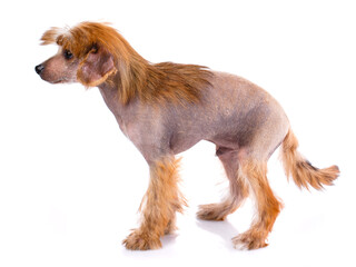 Chinese Crested dog on a white background in studio.