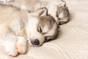 small husky puppies. with a black nose and blue eyes. they sleep sweetly on a light textured bedspread. copyspace