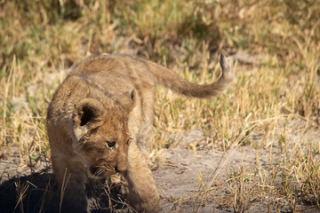 Lion cub playing
