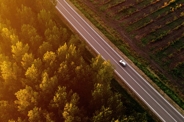 Single white car on road through cottonwood forest, aerial view