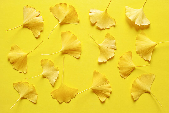 黄色い葉 Photos Royalty Free Images Graphics Vectors Videos Adobe Stock