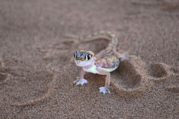 Namib sand gecko - Lizard in the Namibian desert