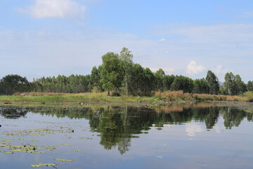 Beauty of Nature, refection of trees in water , Fantasy and Amazing Scenery of Mangrove Forest in Rayong, Thailand