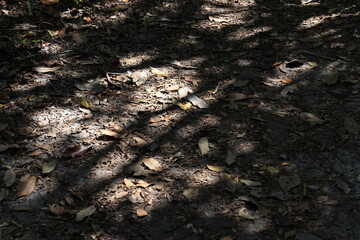 shadow of the trees on the ground in the forest