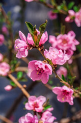 Obraz premium Peach (Persica vulgaris) in orchard, Crimea