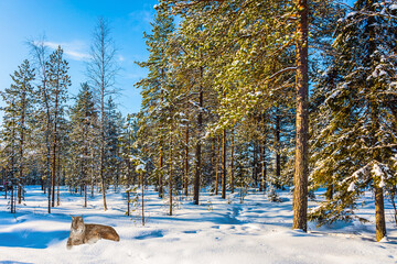 The northern lynx came out onto the forest