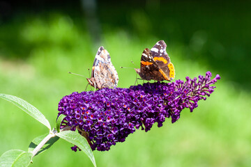 Two red Admiral, Vanessa atalanta, butterflies on Buddleja flower or butterfly bush. High quality photo