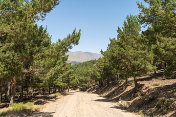 Fototapeta na wymiar Forest road in Sierra Nevada