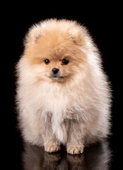 Obraz premium Portrait of a sitting Pomeranian Spitz on black background.