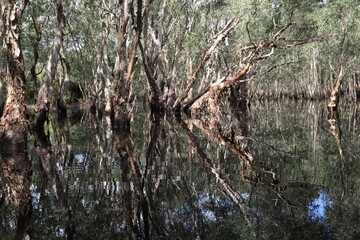 Beauty of Nature, refection of trees in water , Fantasy and  Amazing Scenery of Mangrove Forest in Nan, Thailand , 