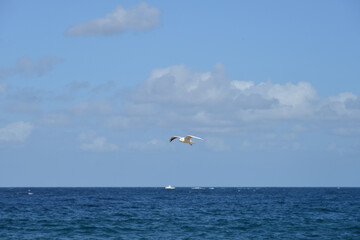 Seagull flies over the sea