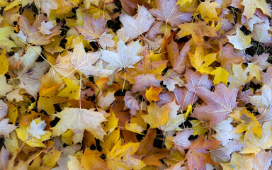 Fallen, frosted maple foliage autumnal carpet.
