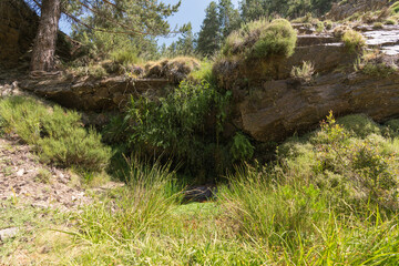 rock wall surrounded by vegetation