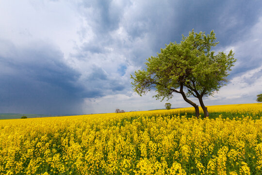 Canola flower field Tekirdag Turkey