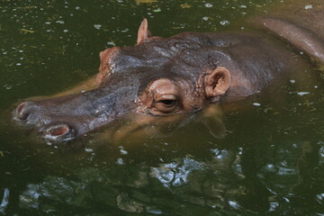 Fototapeta na wymiar Happy Hippopotamus in the Pond