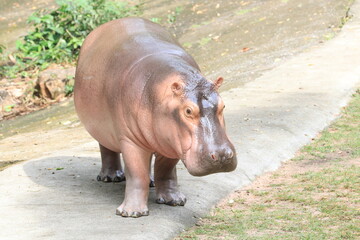 Happy Hippopotamus in the Pond